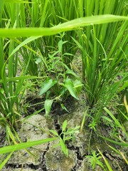Pontederia vaginalis