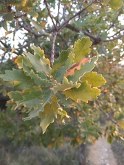 Quercus