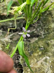 Pontederia vaginalis