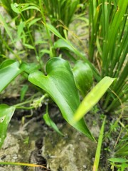 Pontederia vaginalis