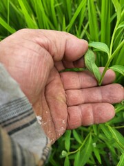 Sphenoclea zeylanica