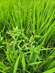 Sphenoclea zeylanica