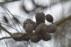 Allocasuarina verticillata