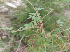 Mimosa diplotricha