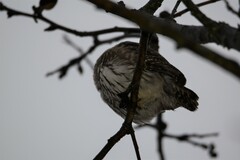 Glaucidium passerinum