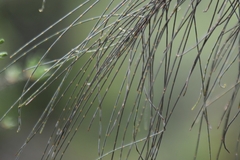 Allocasuarina verticillata