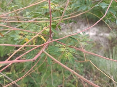 Mimosa diplotricha
