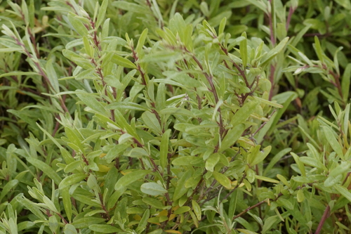 Atriplex paludosa, photograph 6