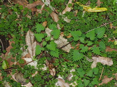 Urtica sykesii