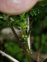Urtica sykesii