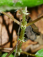Urtica sykesii