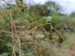 Mimosa diplotricha