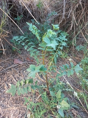 Sonchus tenerrimus