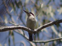 Todiramphus macleayii