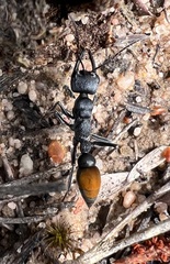 Myrmecia mandibularis