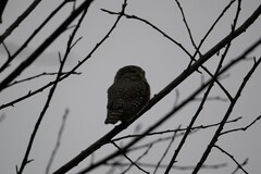 Glaucidium passerinum