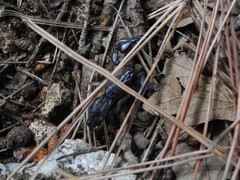 Euscorpius garganicus