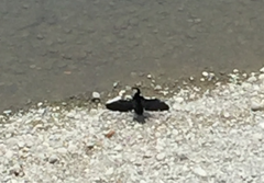 Microcarbo melanoleucos brevirostris