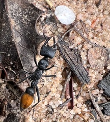 Myrmecia mandibularis