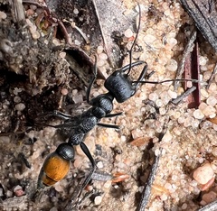 Myrmecia mandibularis