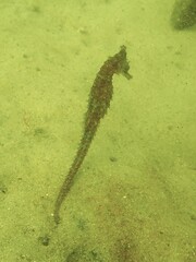 Hippocampus whitei