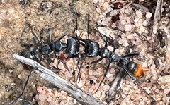 Myrmecia mandibularis