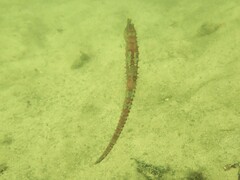 Hippocampus whitei