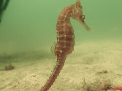 Hippocampus whitei