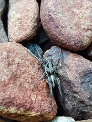 Artoriopsis