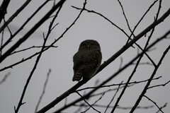 Glaucidium passerinum