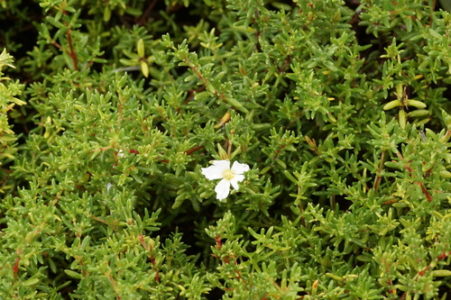 Image of Frankenia pauciflora by (c) Rod Lowther, some rights reserved (CC BY)