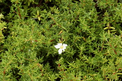 Frankenia pauciflora