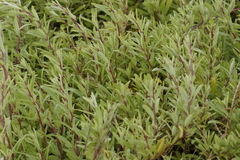 Atriplex paludosa