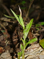 Pterostylis