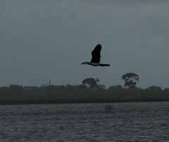 Microcarbo melanoleucos