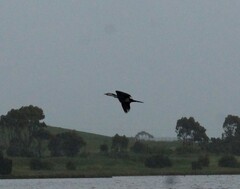 Microcarbo melanoleucos