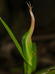 Pterostylis