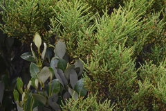 Tecticornia arbuscula