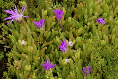 Disphyma crassifolium