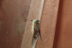 Tabanini