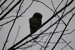 Glaucidium passerinum