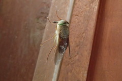 Tabanini