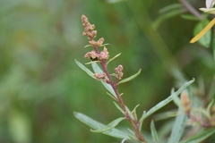 Atriplex paludosa
