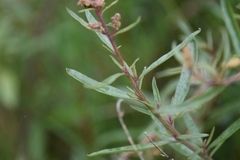 Atriplex paludosa