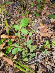Desmodium rhytidophyllum