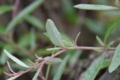 Atriplex paludosa