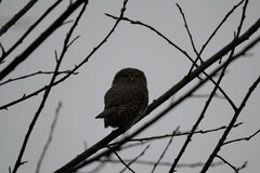 Glaucidium passerinum