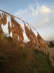 Ampelodesmos mauritanicus