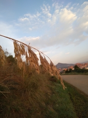 Ampelodesmos mauritanicus