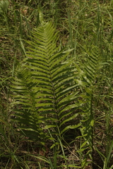 Telmatoblechnum indicum